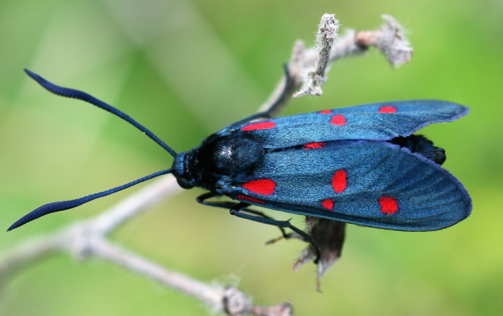 Quale Zygaena?  Zygaena (Zygaena) lonicerae